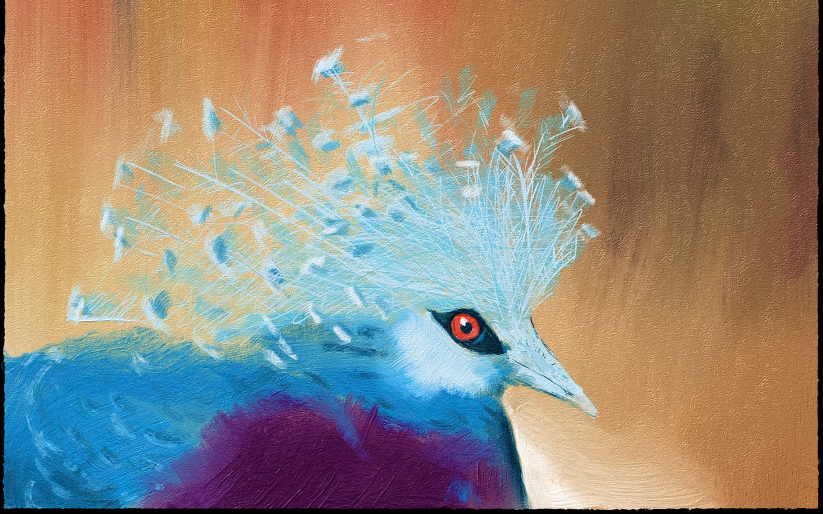 Victoria Crowned Pigeon